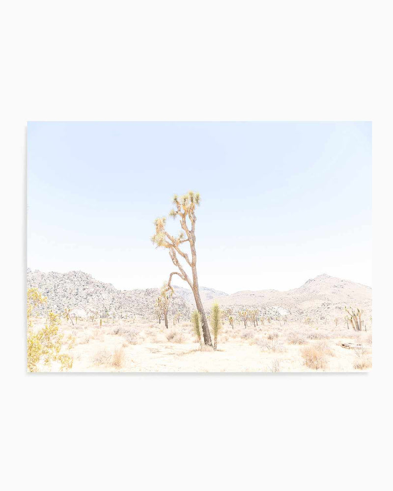 Joshua Tree Into the Desert II Art Print