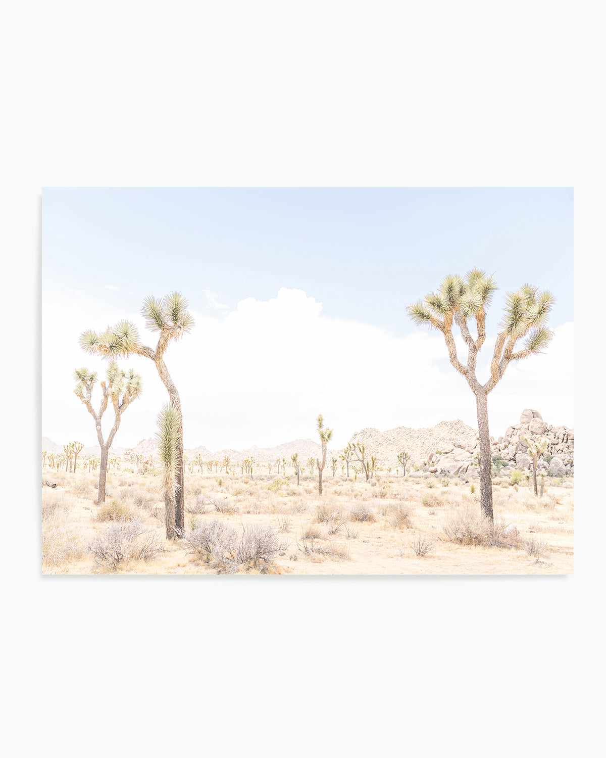 Joshua Tree Into the Desert III Art Print