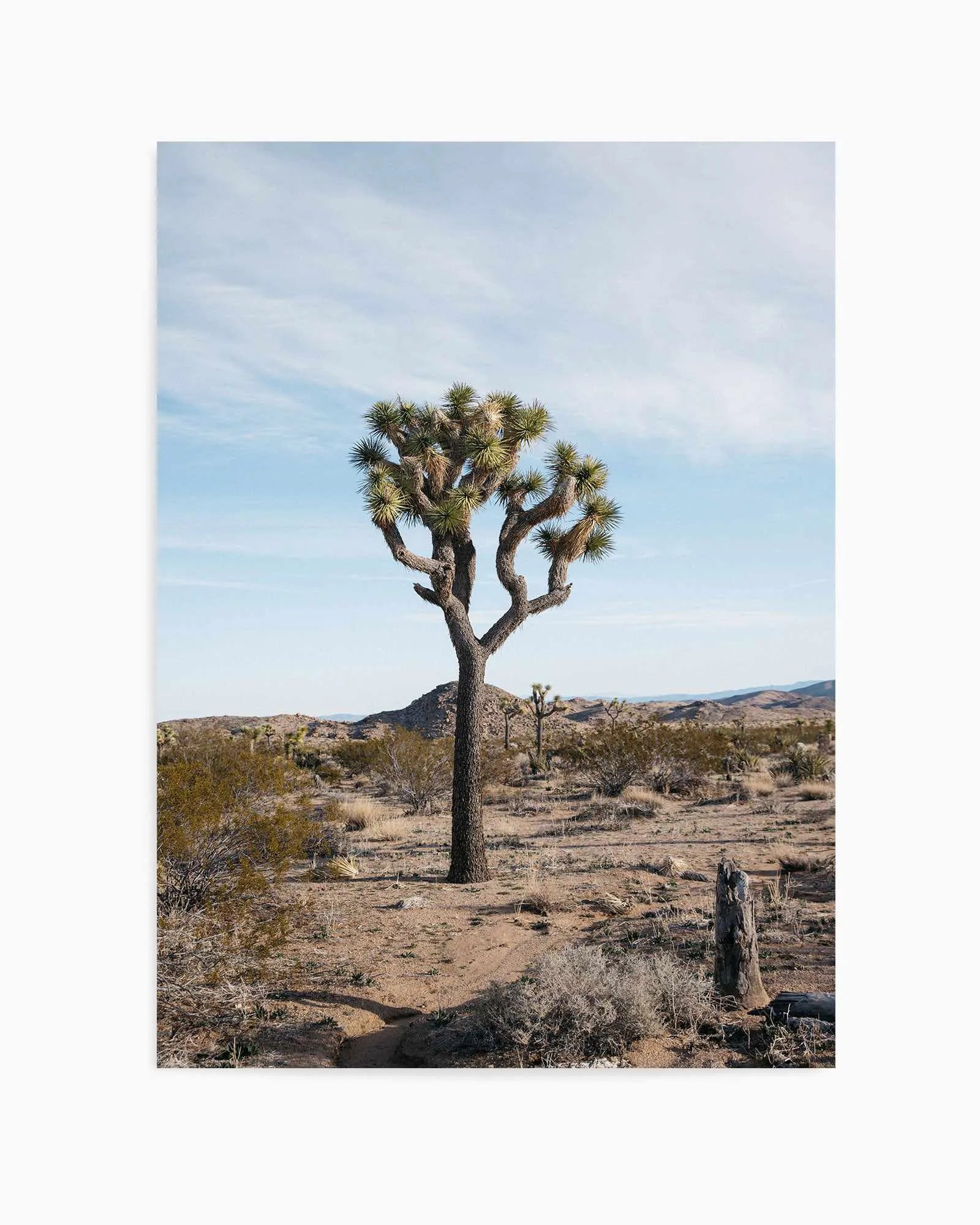 Joshua Tree PT by Kalen X | Art Print from Olive et Oriel where you can shop wallpaper and artworks online