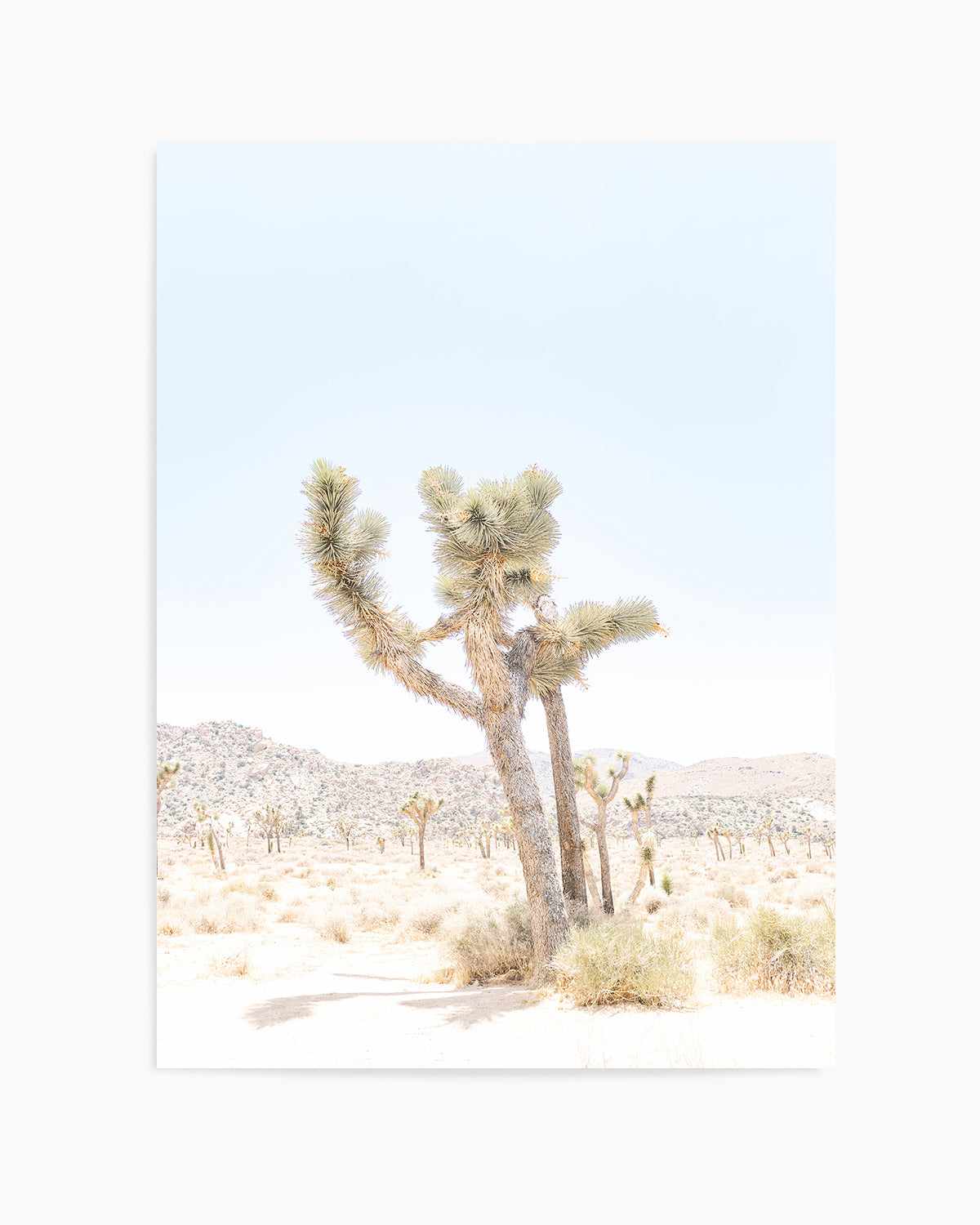 Joshua Tree V Art Print