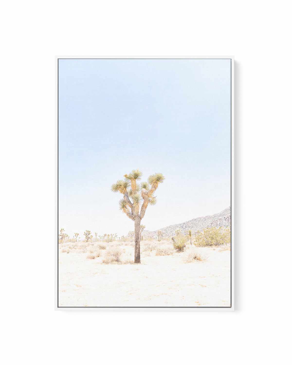 Joshua Tree VI | Framed Canvas Art Print