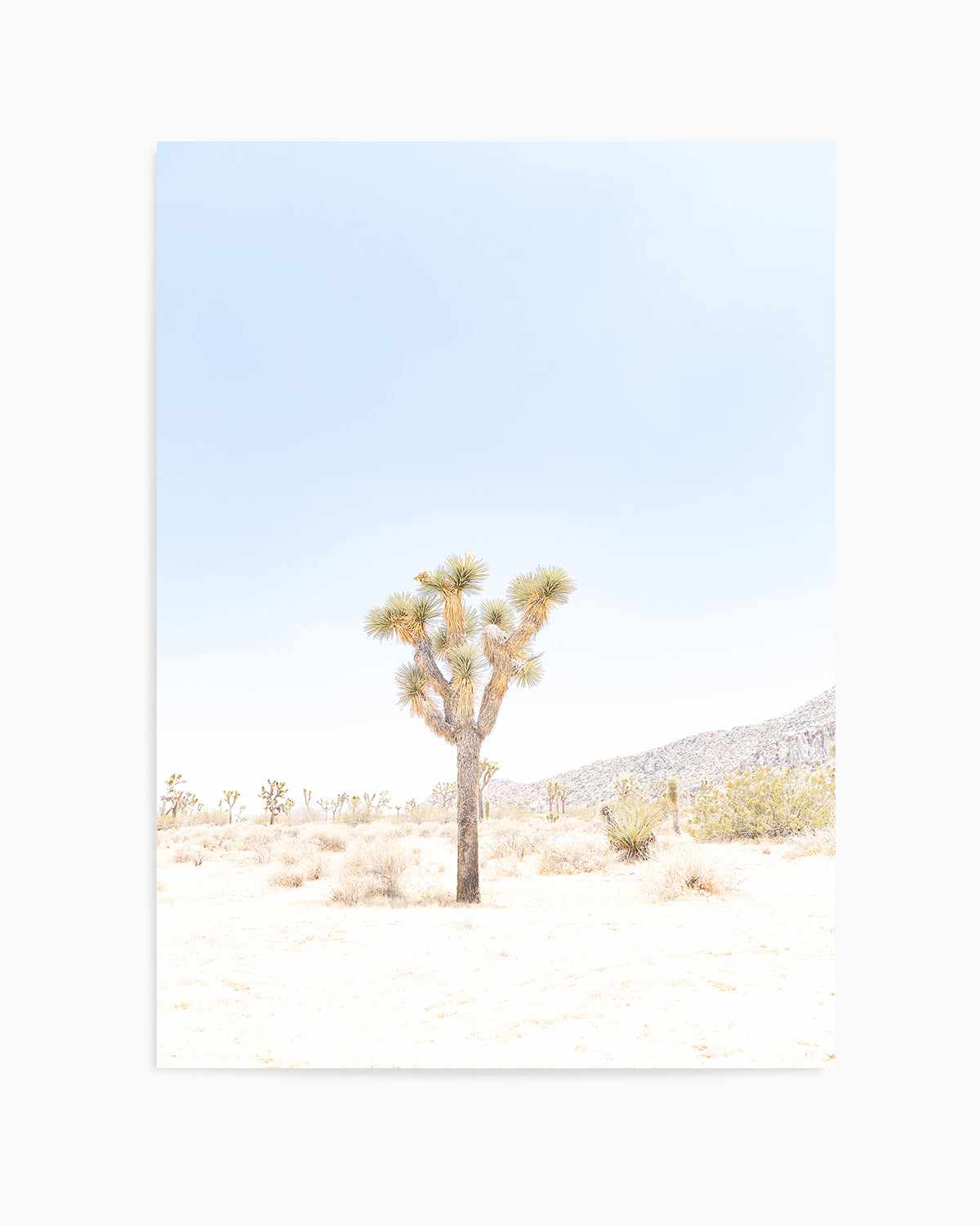 Joshua Tree VI Art Print