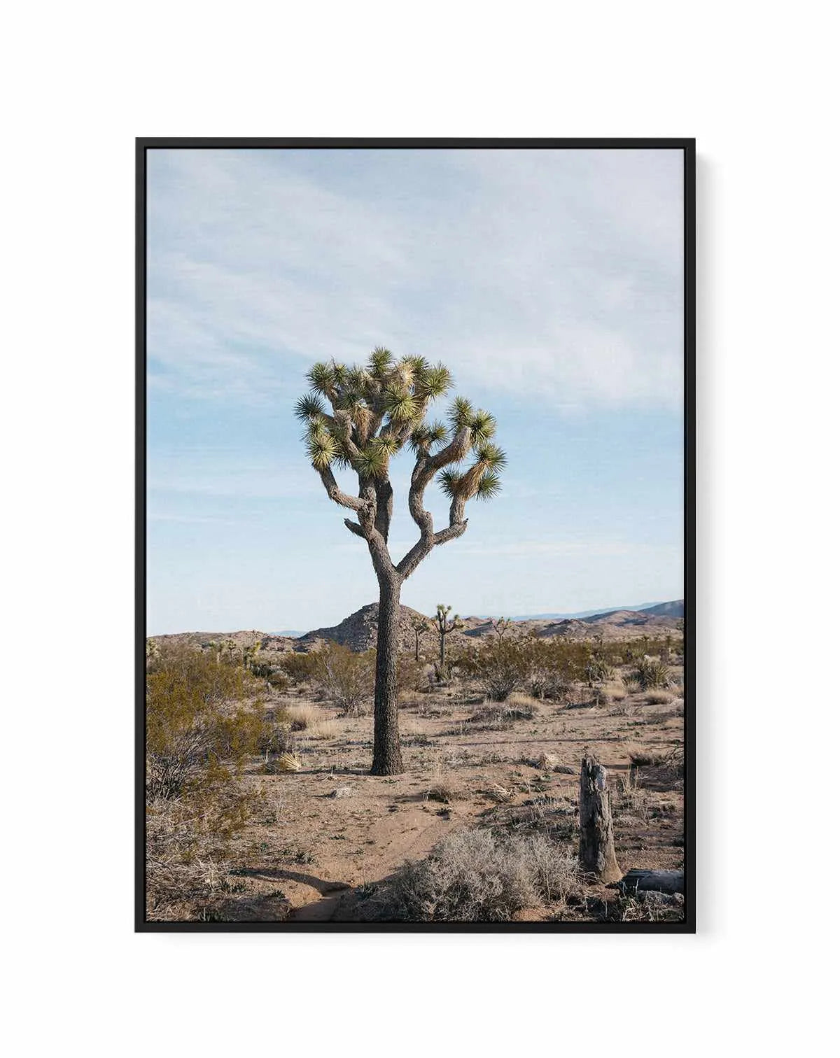 Joshua Tree PT by Kalen X | Framed Canvas Art Print from Olive et Oriel where you can shop wallpaper and artworks online