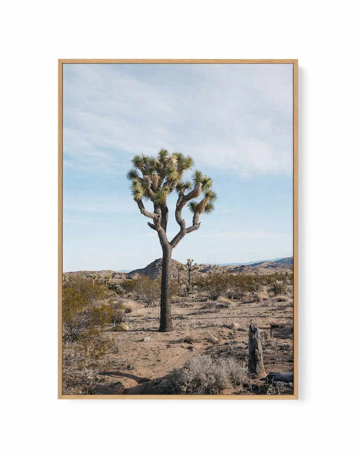 Joshua Tree PT by Kalen X | Framed Canvas Art Print from Olive et Oriel where you can shop wallpaper and artworks online