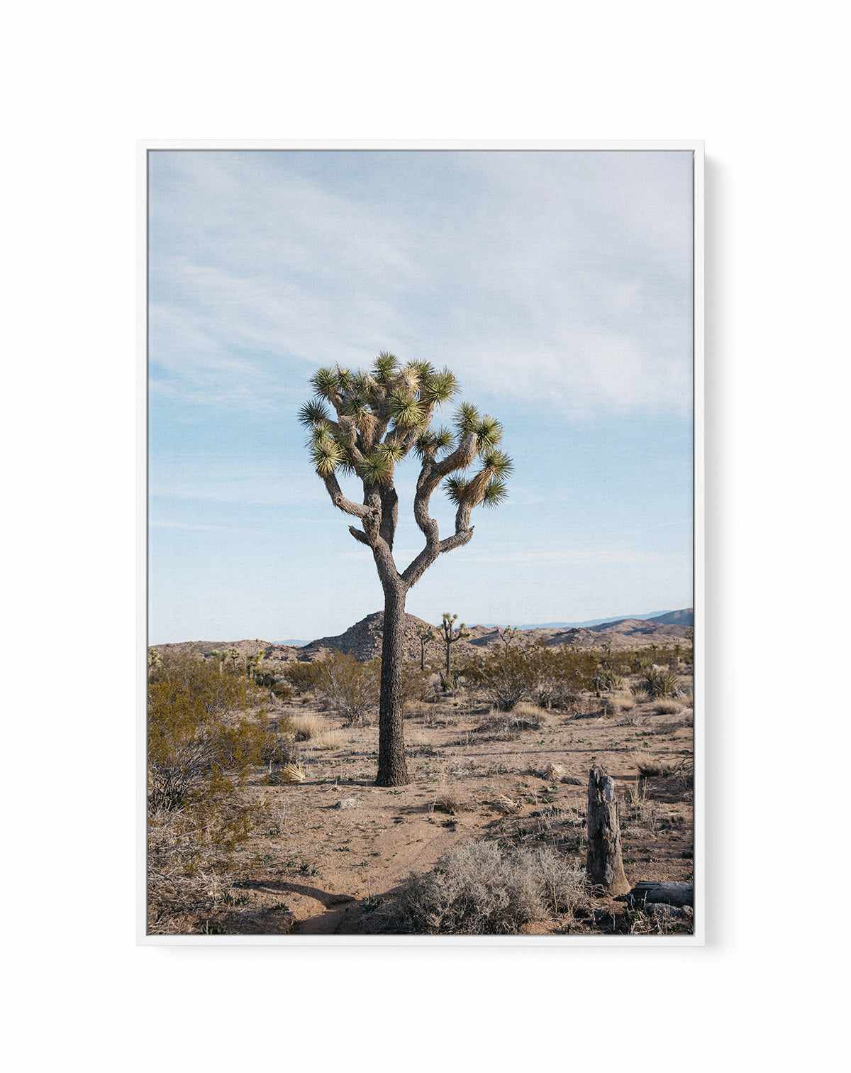 Joshua Tree PT by Kalen X | Framed Canvas Art Print