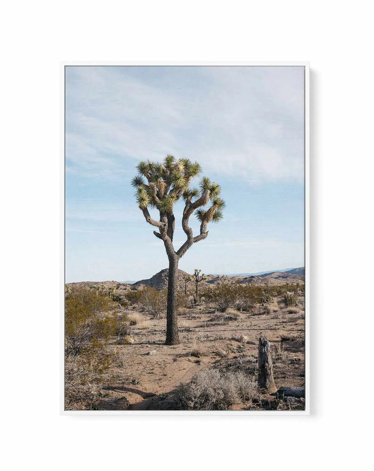 Joshua Tree PT by Kalen X | Framed Canvas Art Print from Olive et Oriel where you can shop wallpaper and artworks online