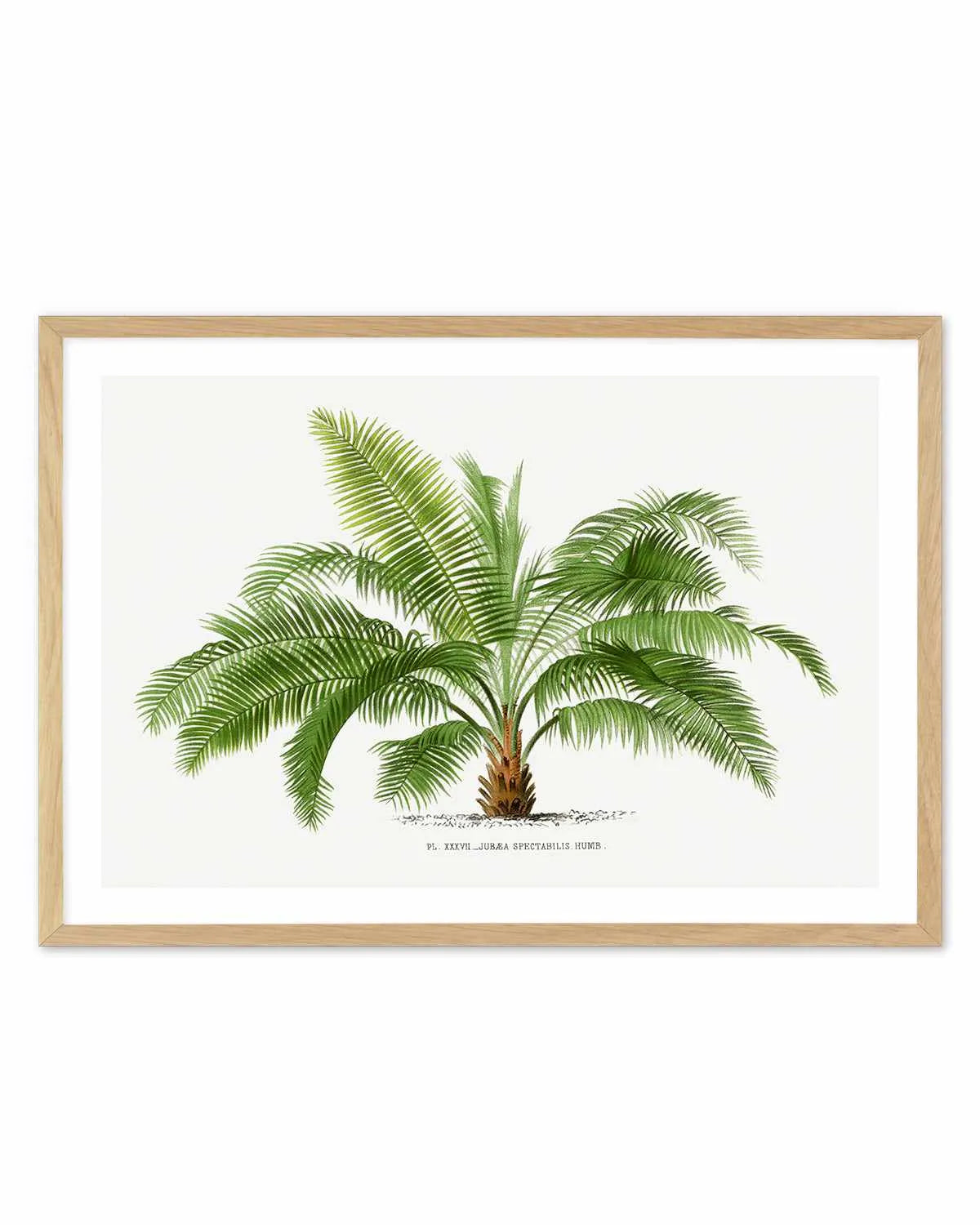 Jubaea Spectabilis Vintage Palm Poster Art Print from Olive et Oriel where you can shop wallpaper and artworks online