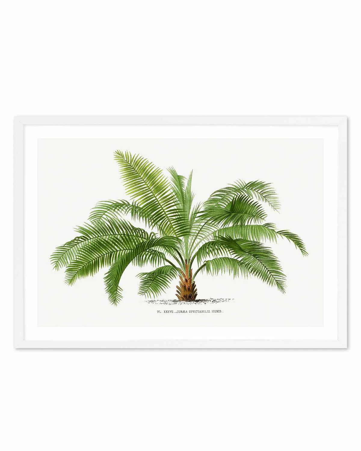Jubaea Spectabilis Vintage Palm Poster Art Print from Olive et Oriel where you can shop wallpaper and artworks online