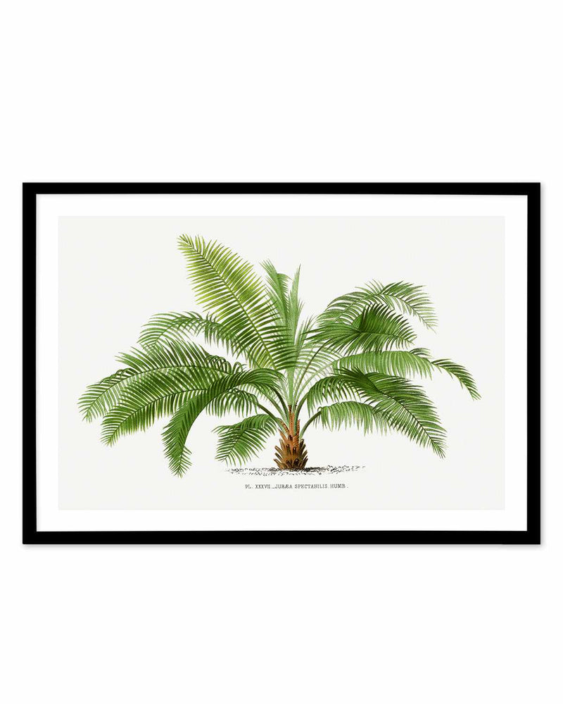 Jubaea Spectabilis Vintage Palm Poster Art Print