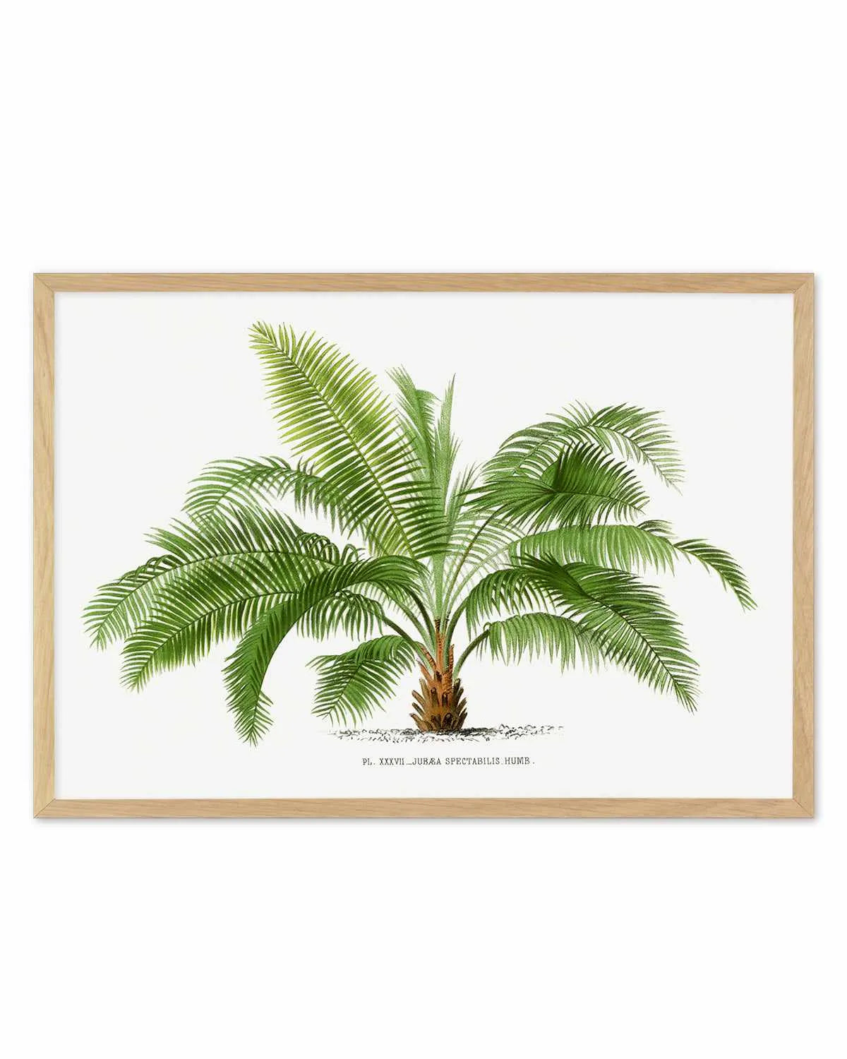 Jubaea Spectabilis Vintage Palm Poster Art Print from Olive et Oriel where you can shop wallpaper and artworks online