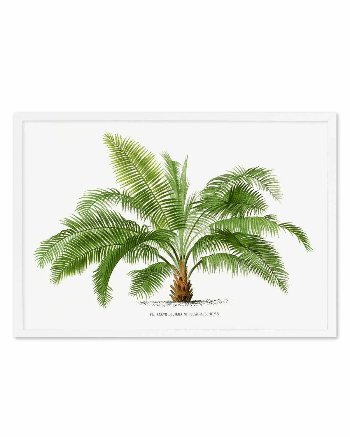 Jubaea Spectabilis Vintage Palm Poster Art Print from Olive et Oriel where you can shop wallpaper and artworks online