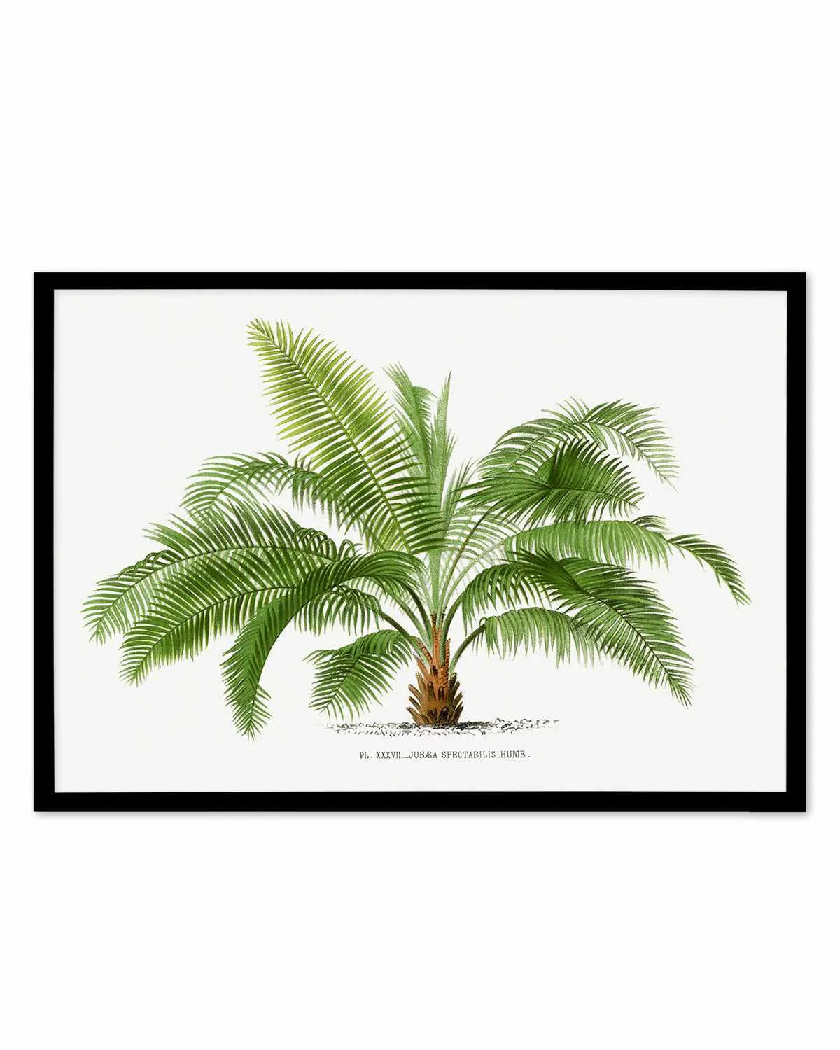 Jubaea Spectabilis Vintage Palm Poster Art Print from Olive et Oriel where you can shop wallpaper and artworks online