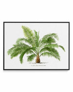 Jubaea Spectabilis Vintage Palm Poster | Framed Canvas Art Print