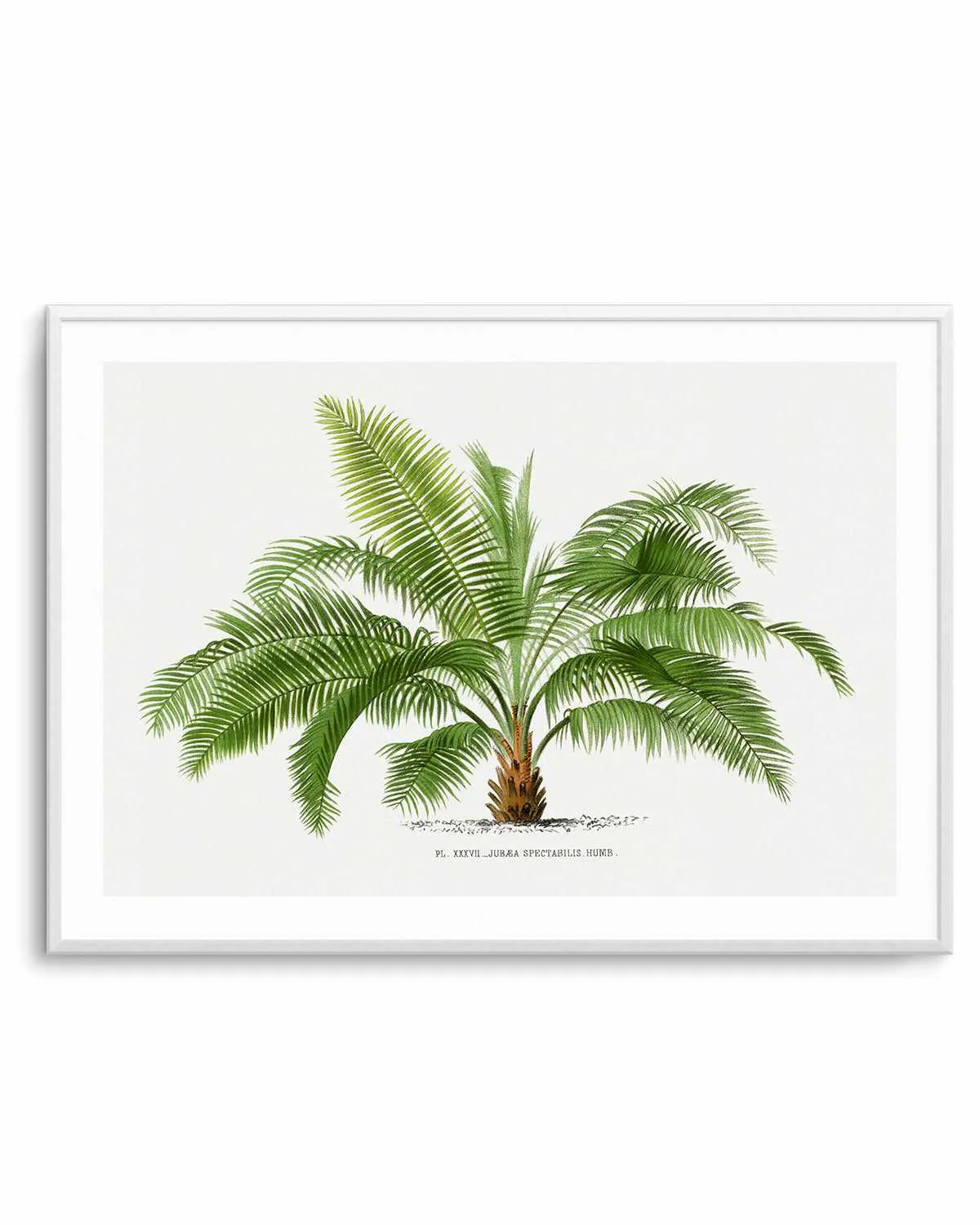Jubaea Spectabilis Vintage Palm Poster Art Print from Olive et Oriel where you can shop wallpaper and artworks online