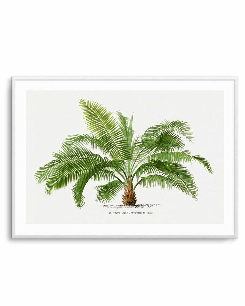 Jubaea Spectabilis Vintage Palm Poster Art Print
