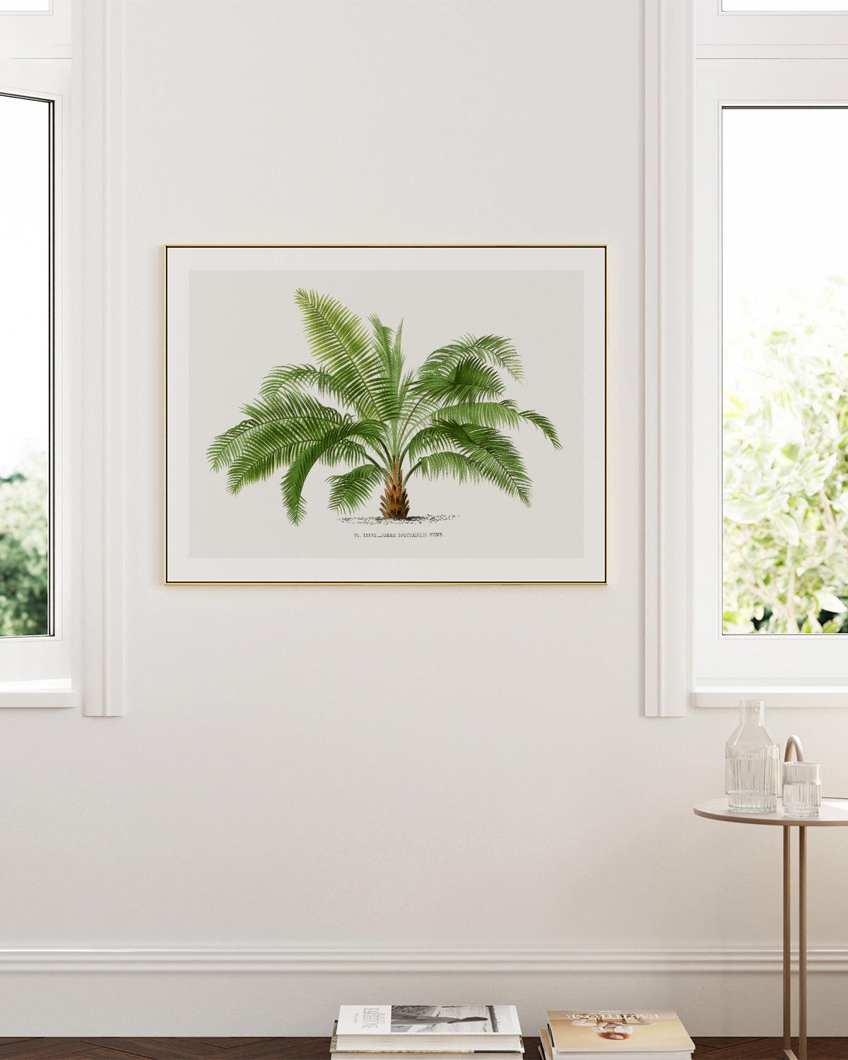 Jubaea Spectabilis Vintage Palm Poster Art Print