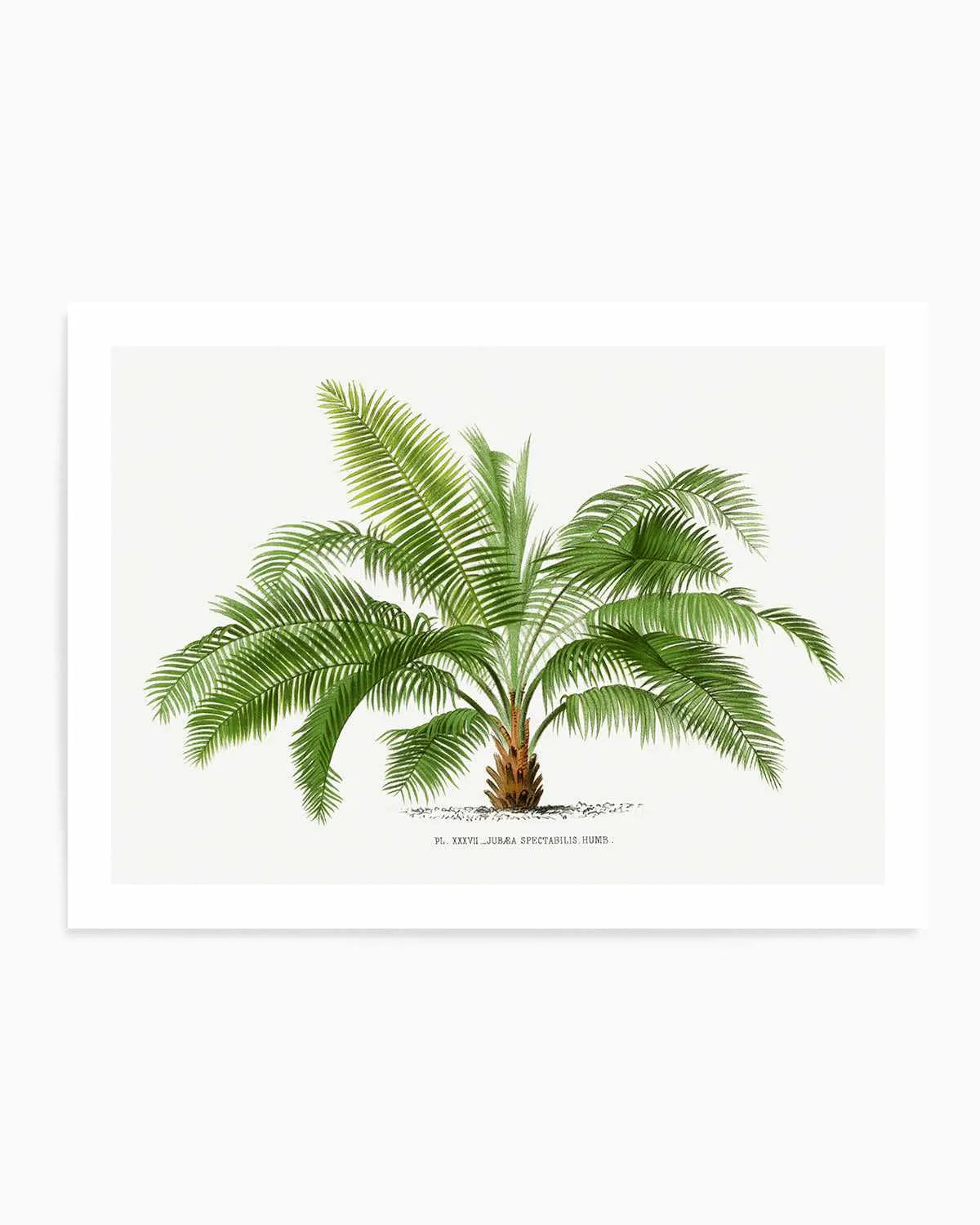 Jubaea Spectabilis Vintage Palm Poster Art Print from Olive et Oriel where you can shop wallpaper and artworks online