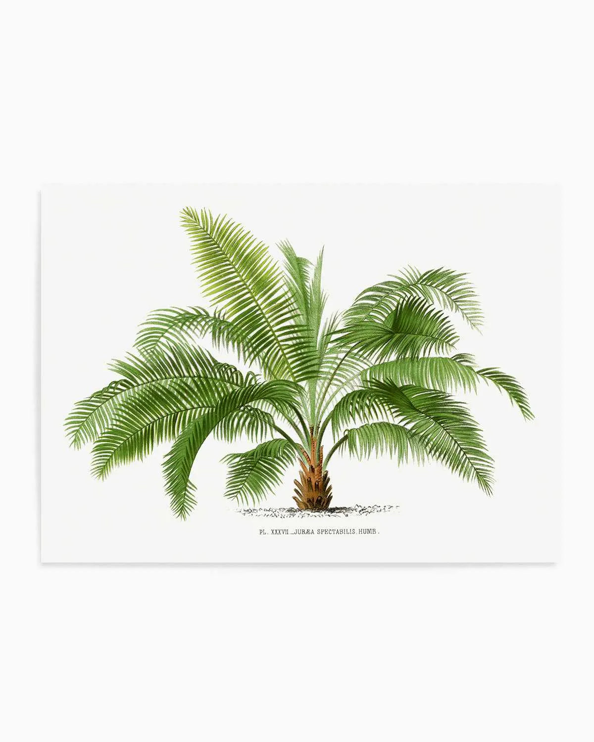 Jubaea Spectabilis Vintage Palm Poster Art Print from Olive et Oriel where you can shop wallpaper and artworks online