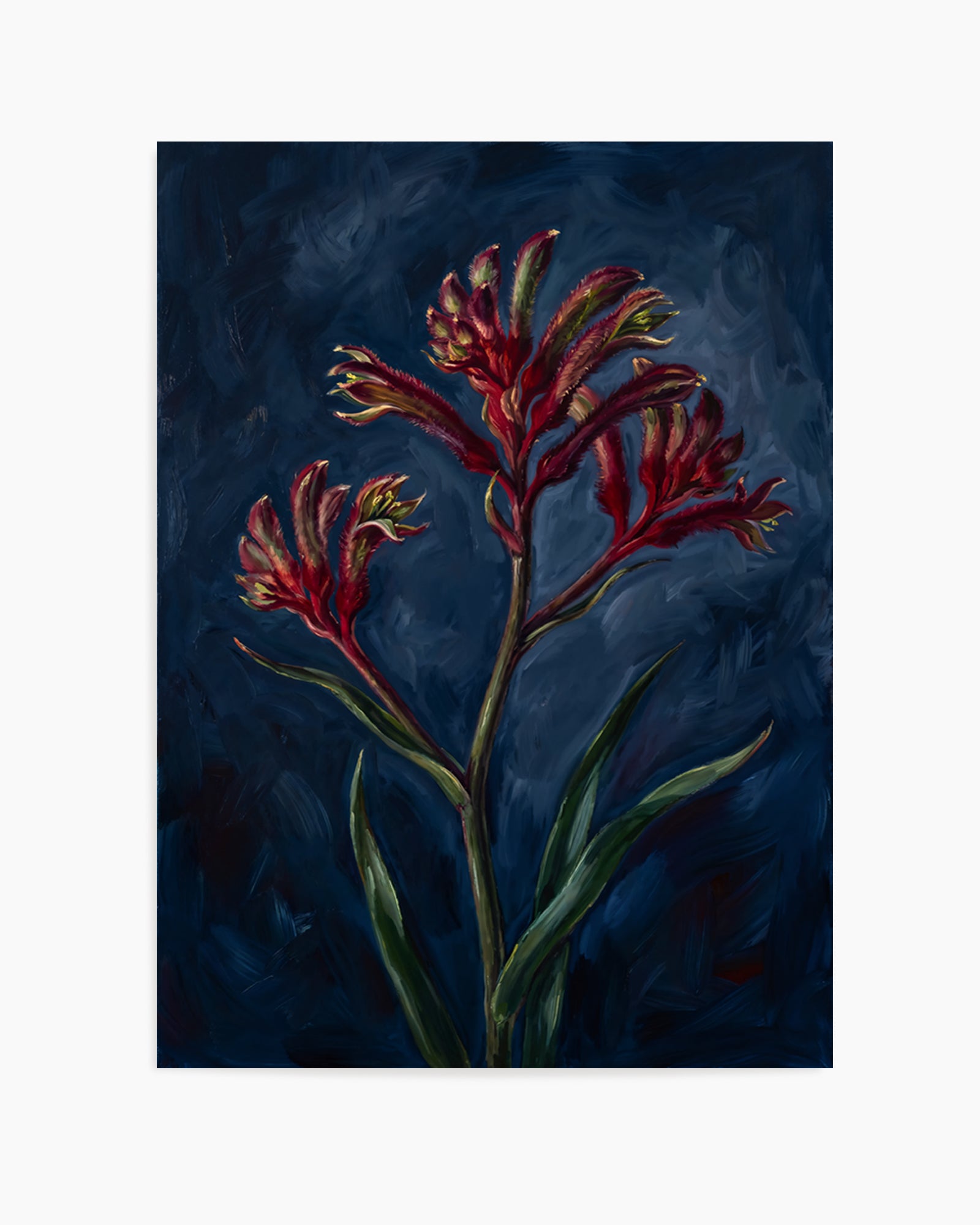 Kangaroo Paw I On Navy Botanicals Study | Art Print