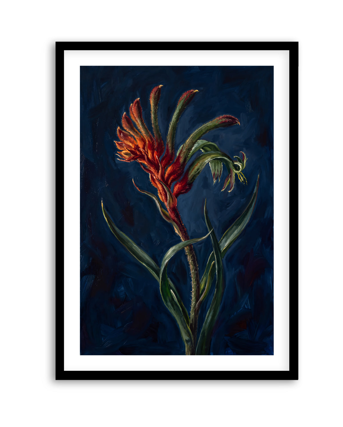 Kangaroo Paw II On Navy Botanicals Study | Art Print