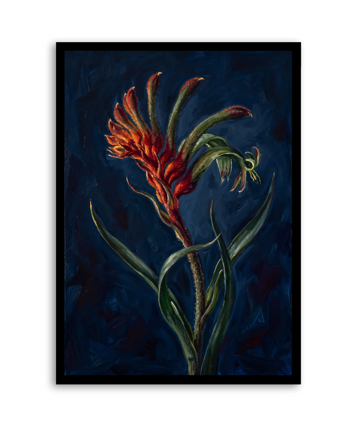 Kangaroo Paw II On Navy Botanicals Study | Art Print