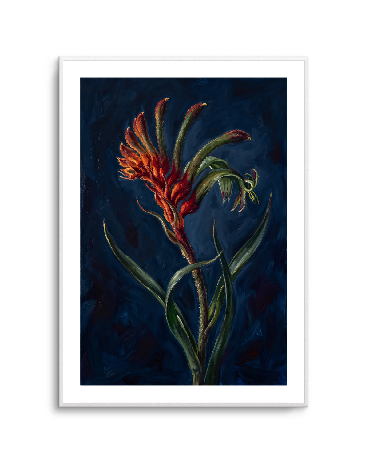 Kangaroo Paw II On Navy Botanicals Study | Art Print
