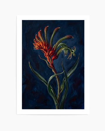 Kangaroo Paw II On Navy Botanicals Study | Art Print