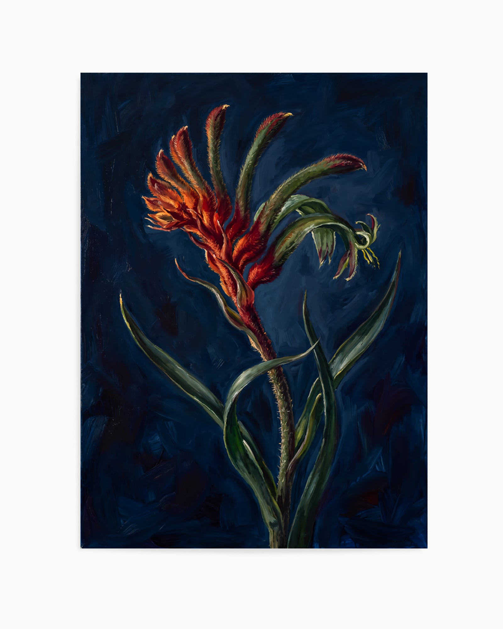 Kangaroo Paw II On Navy Botanicals Study | Art Print