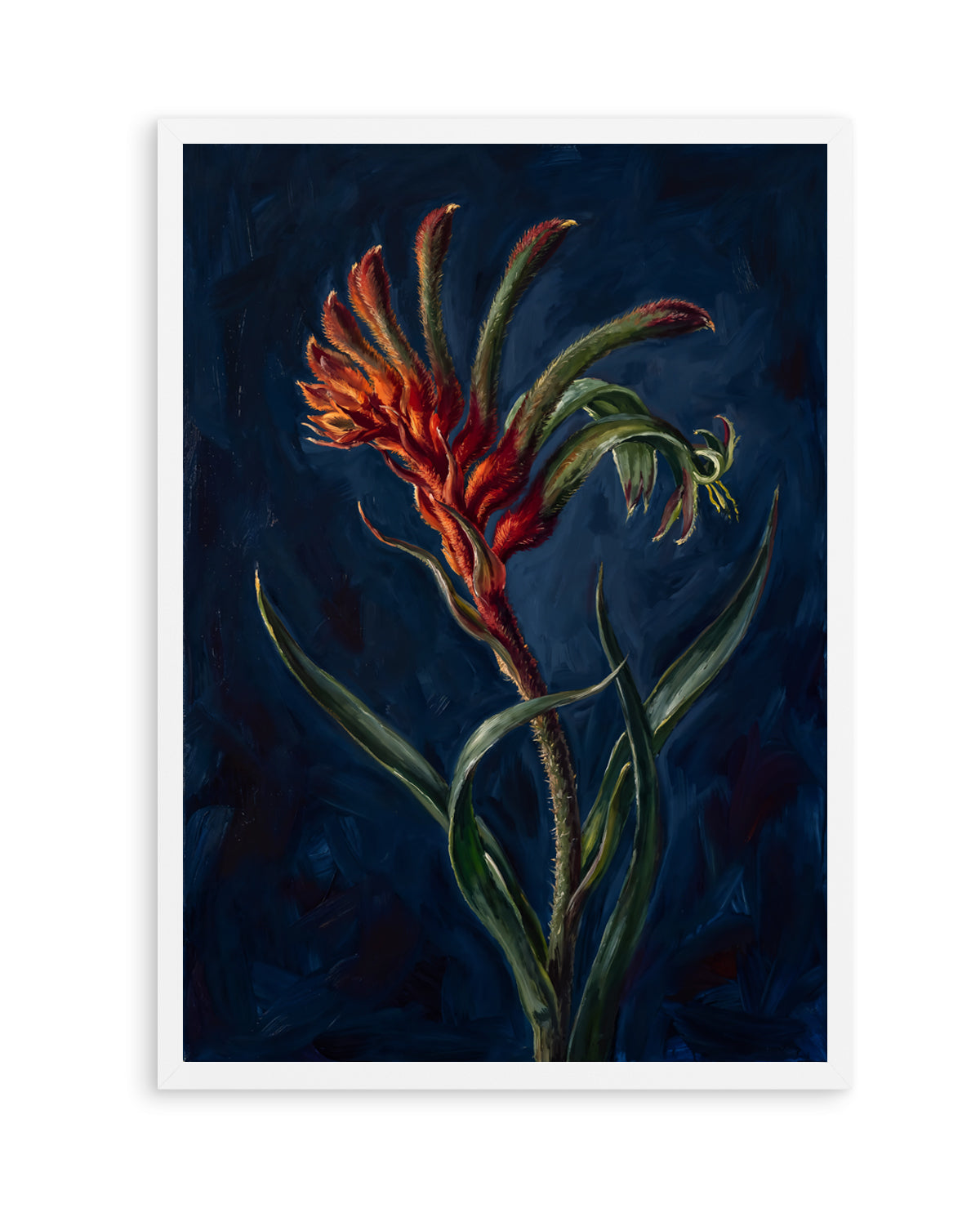Kangaroo Paw II On Navy Botanicals Study | Art Print