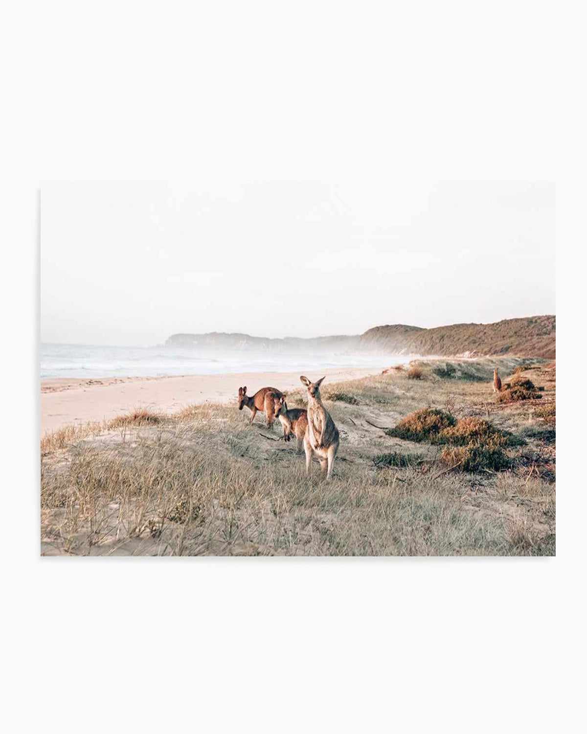 Kangaroos at Dusk Art Print