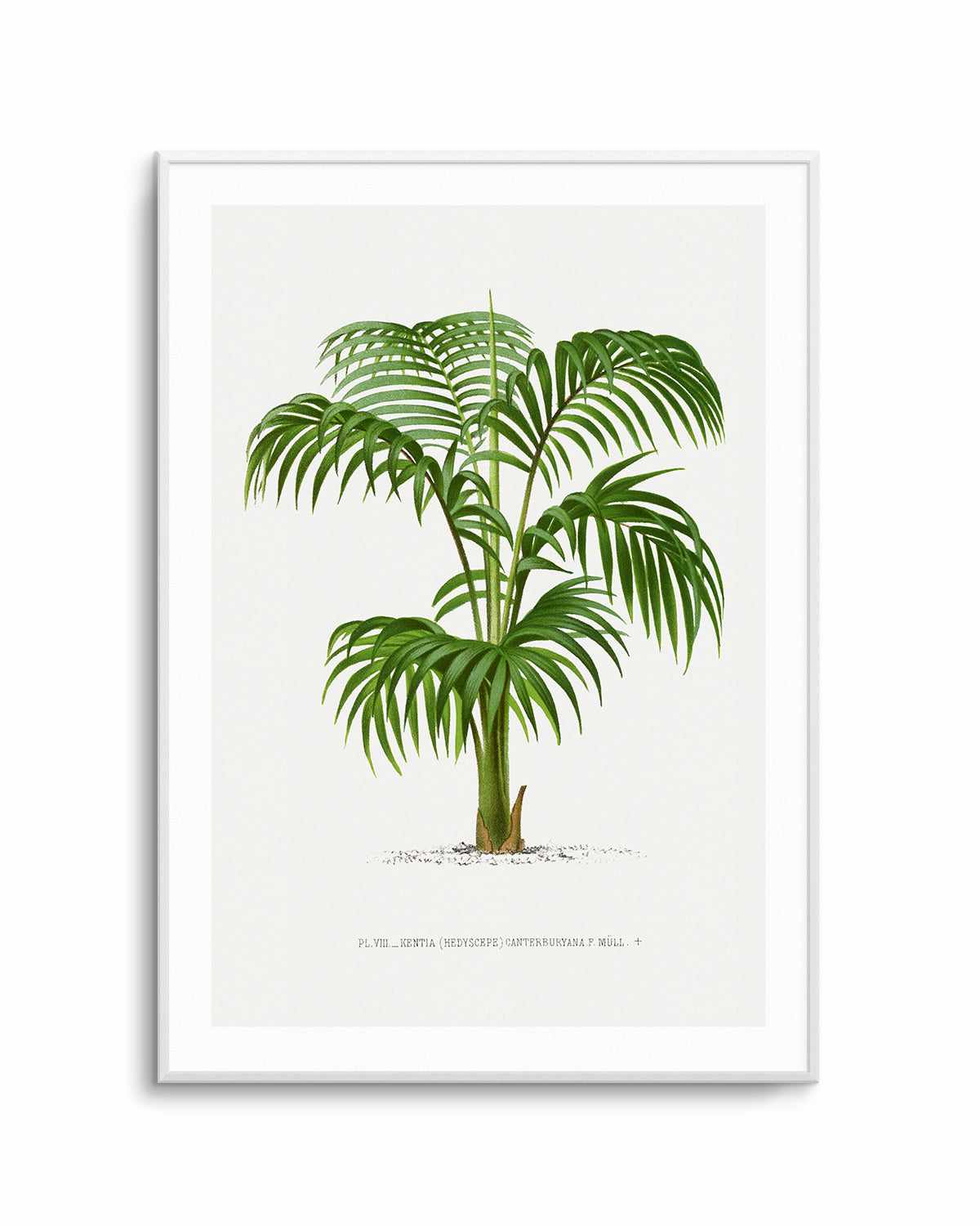 Kentia Canterburyana Vintage Palm Poster Art Print