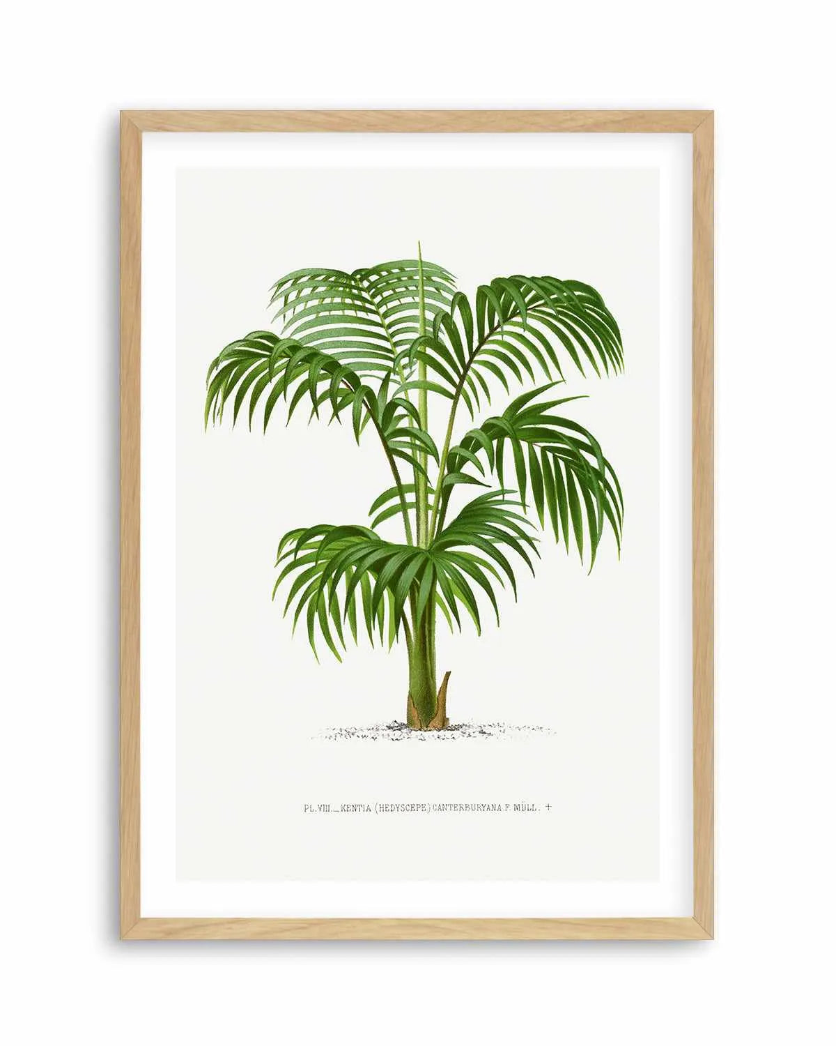 Kentia Canterburyana Vintage Palm Poster Art Print from Olive et Oriel where you can shop wallpaper and artworks online
