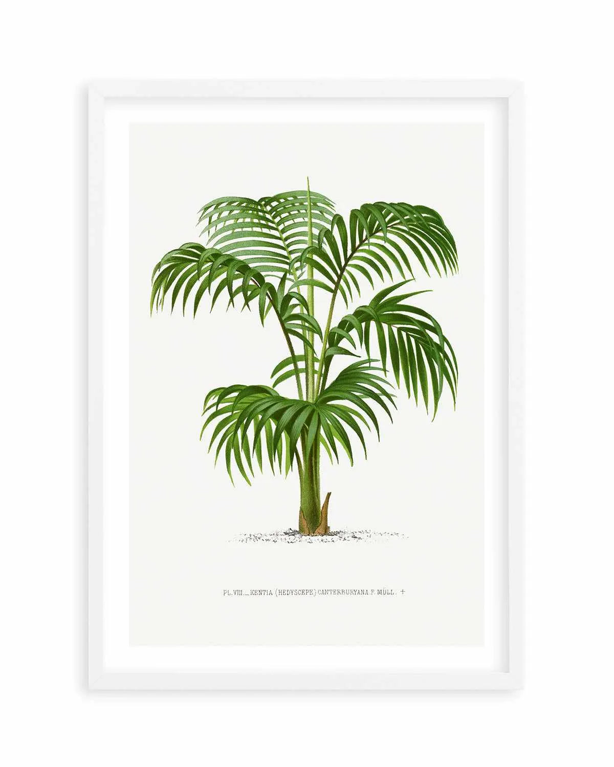 Kentia Canterburyana Vintage Palm Poster Art Print from Olive et Oriel where you can shop wallpaper and artworks online