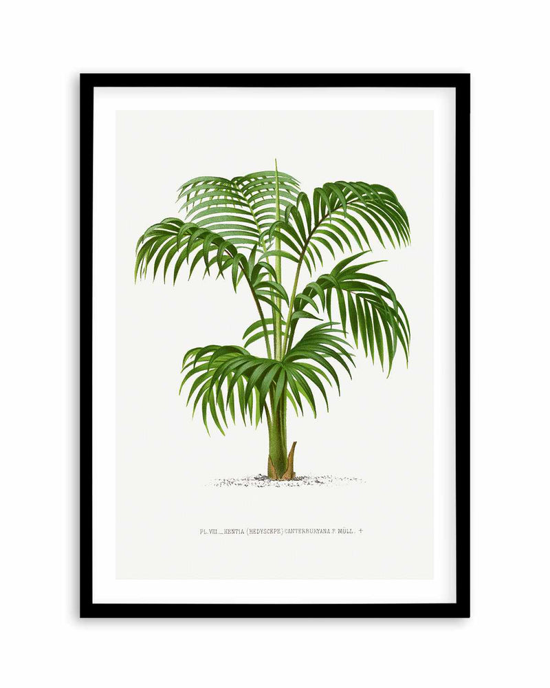 Kentia Canterburyana Vintage Palm Poster Art Print