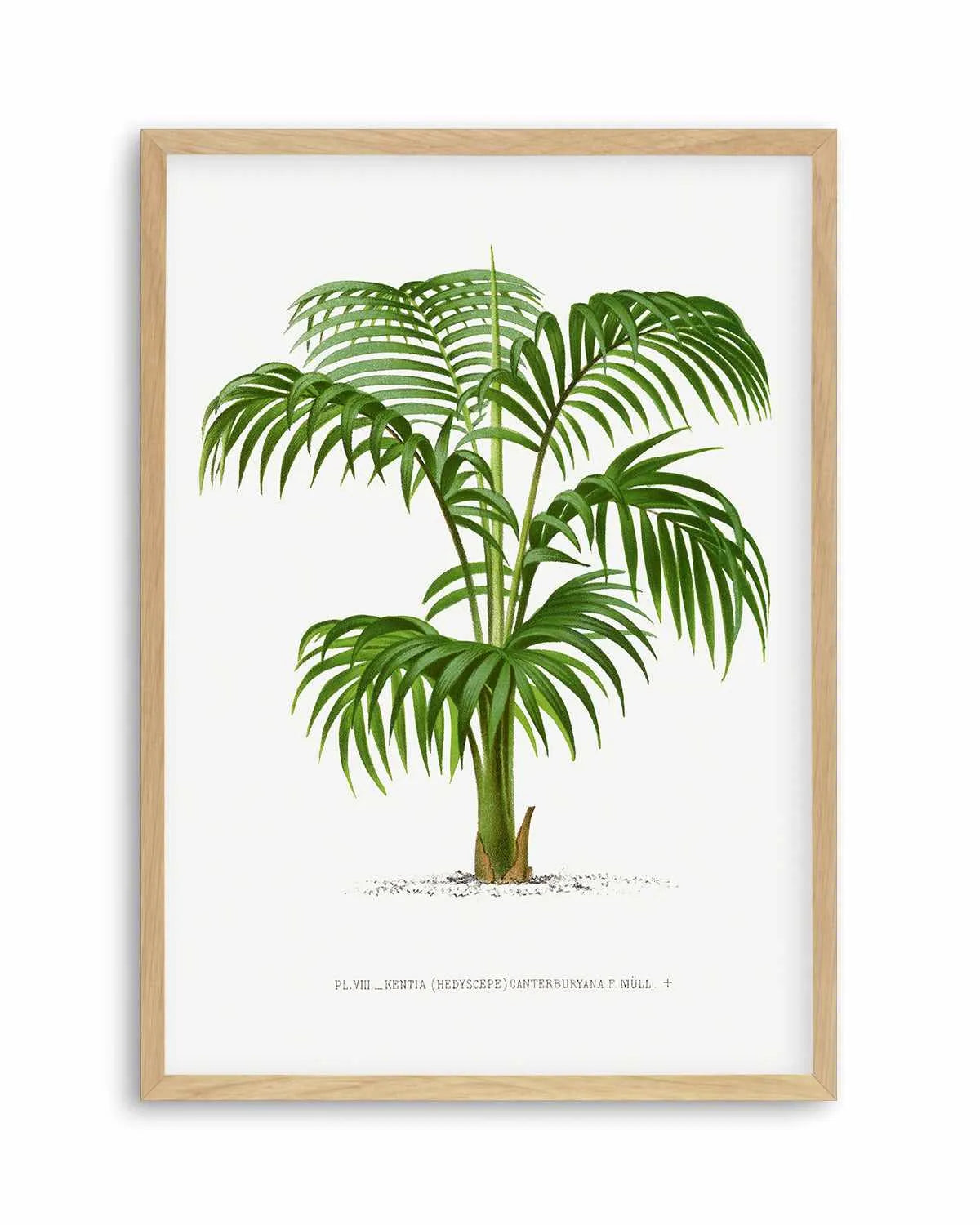 Kentia Canterburyana Vintage Palm Poster Art Print from Olive et Oriel where you can shop wallpaper and artworks online