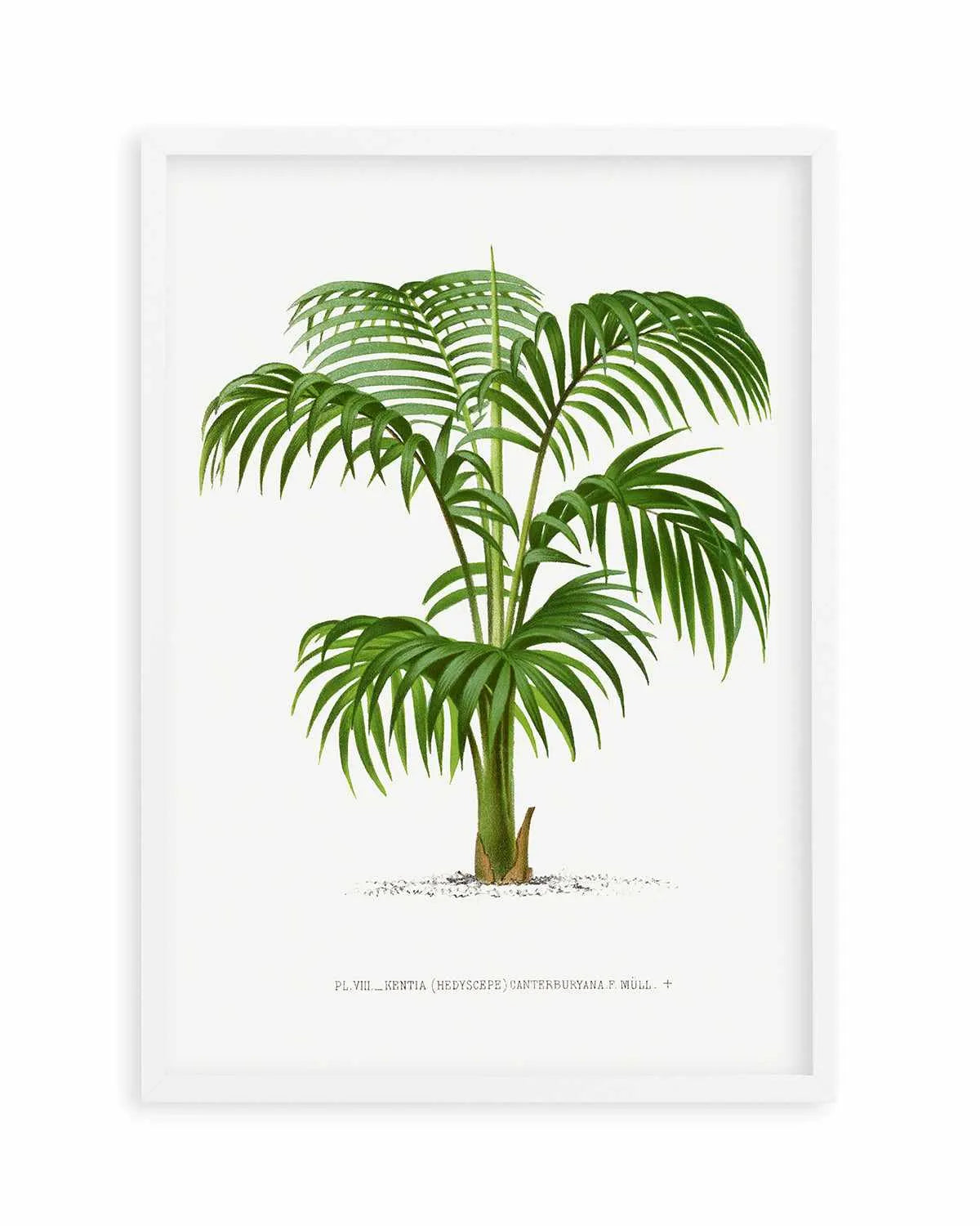 Kentia Canterburyana Vintage Palm Poster Art Print from Olive et Oriel where you can shop wallpaper and artworks online
