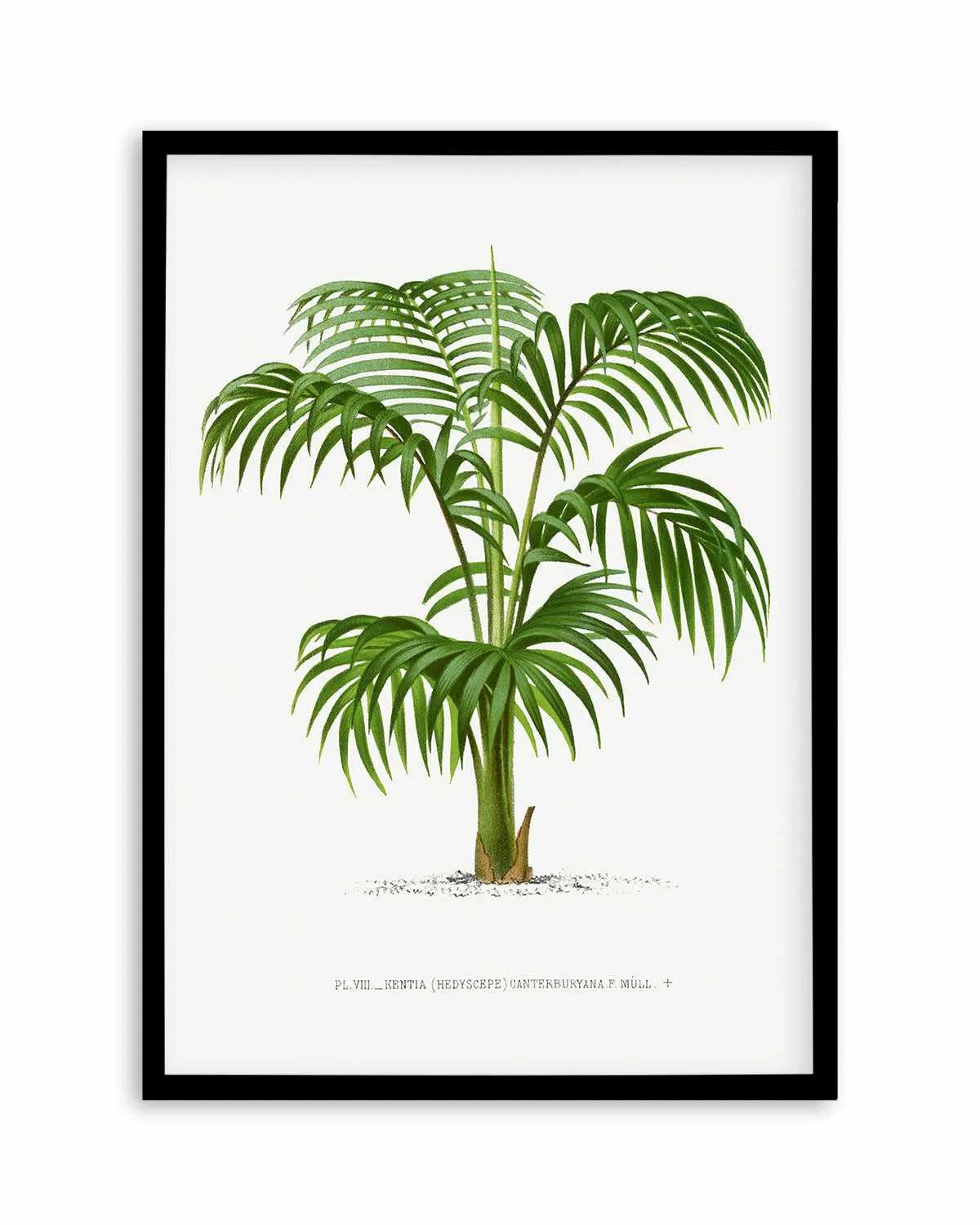 Kentia Canterburyana Vintage Palm Poster Art Print from Olive et Oriel where you can shop wallpaper and artworks online