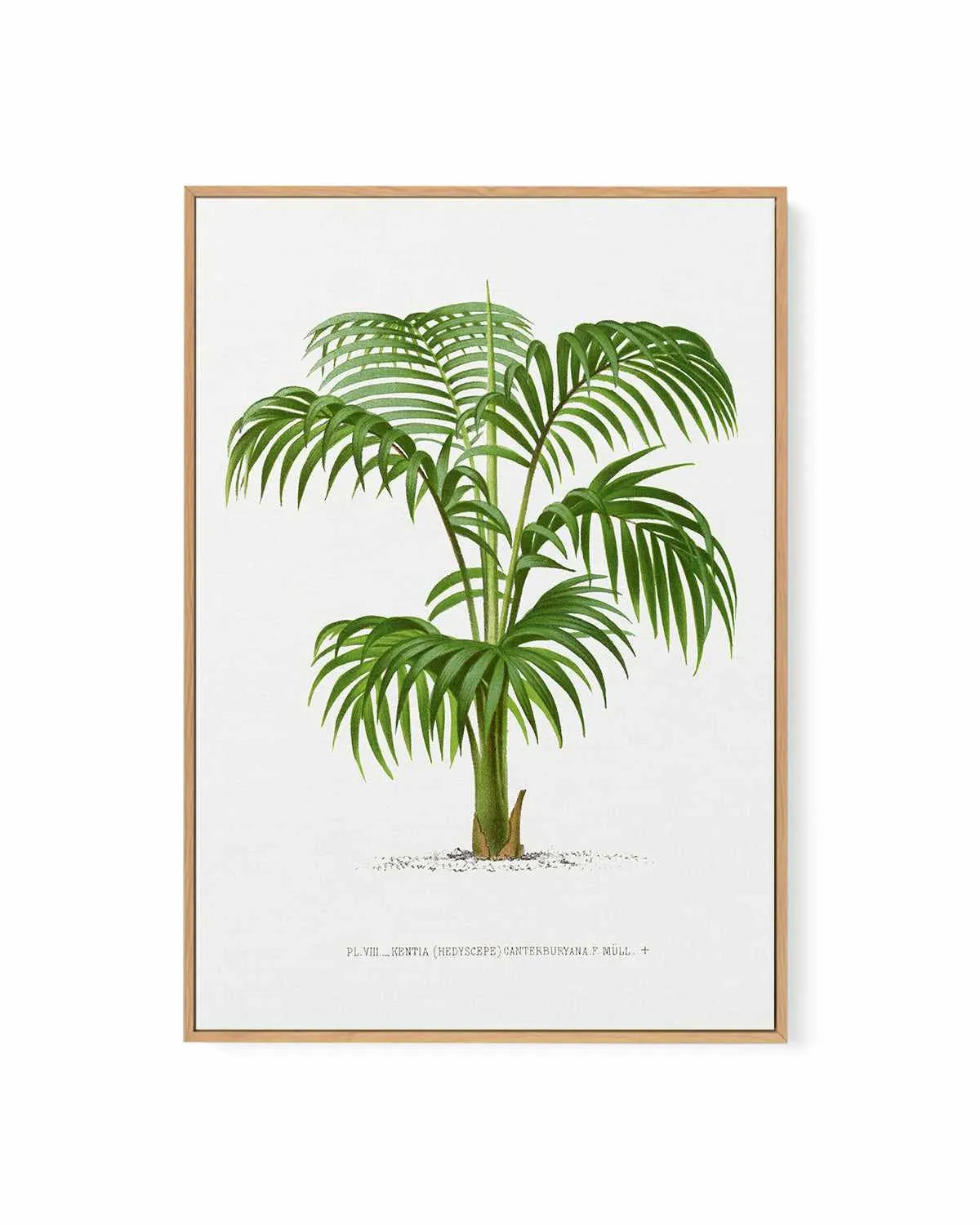 Kentia Canterburyana Vintage Palm Poster | Framed Canvas Art Print from Olive et Oriel where you can shop wallpaper and artworks online