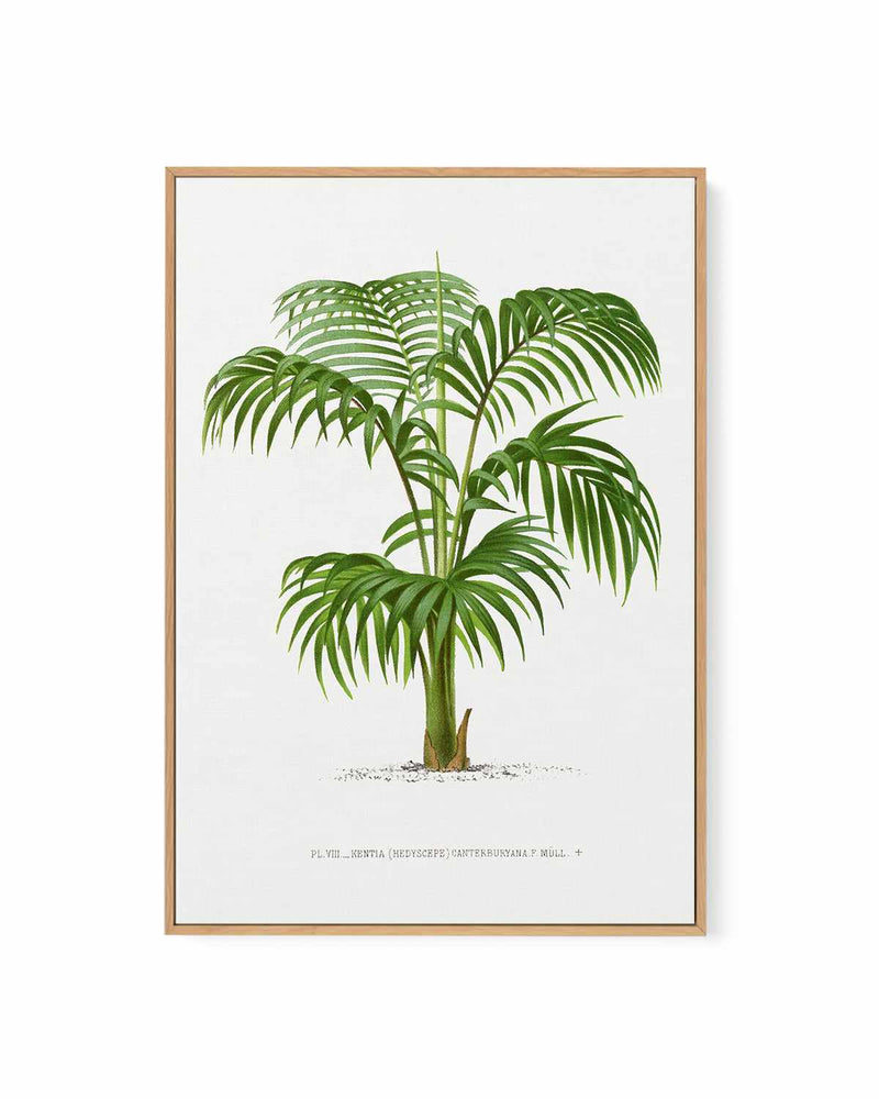 Kentia Canterburyana Vintage Palm Poster | Framed Canvas Art Print