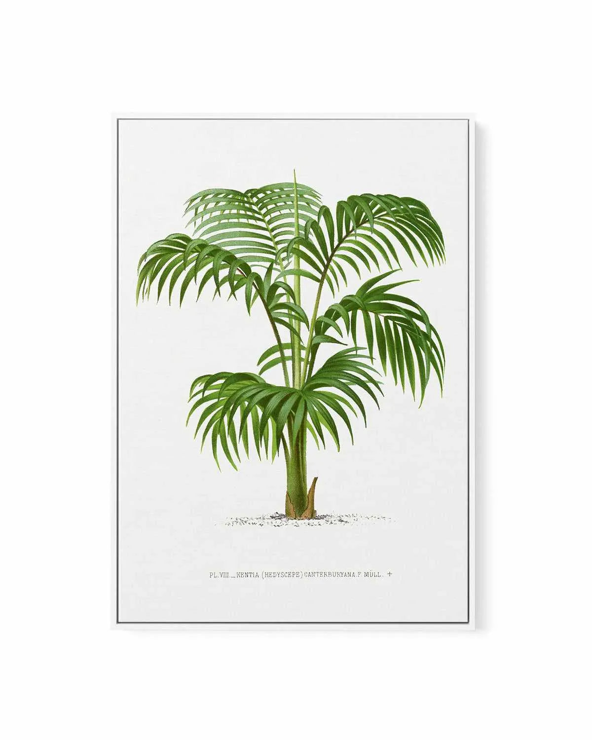 Kentia Canterburyana Vintage Palm Poster | Framed Canvas Art Print from Olive et Oriel where you can shop wallpaper and artworks online