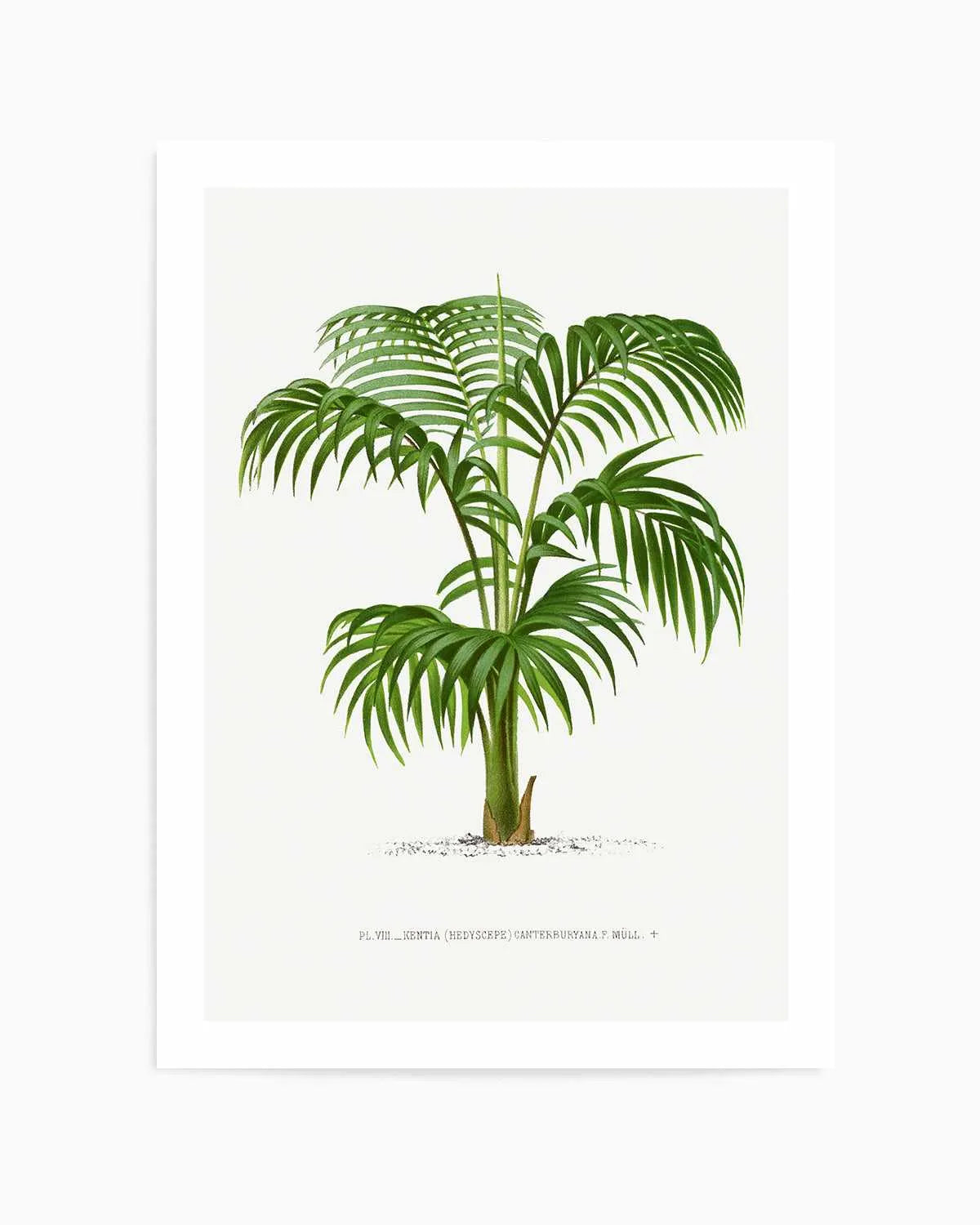 Kentia Canterburyana Vintage Palm Poster Art Print from Olive et Oriel where you can shop wallpaper and artworks online