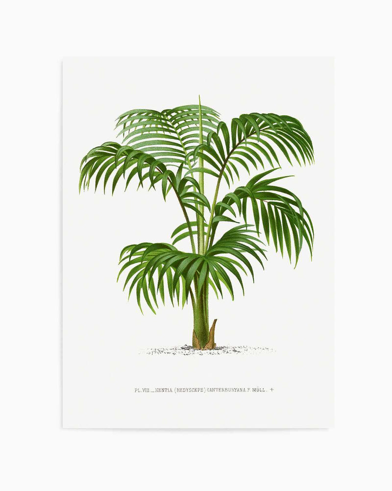 Kentia Canterburyana Vintage Palm Poster Art Print