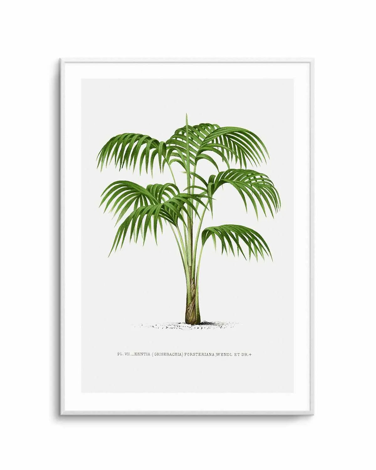 Kentia Forteriana Vintage Palm Poster Art Print from Olive et Oriel where you can shop wallpaper and artworks online