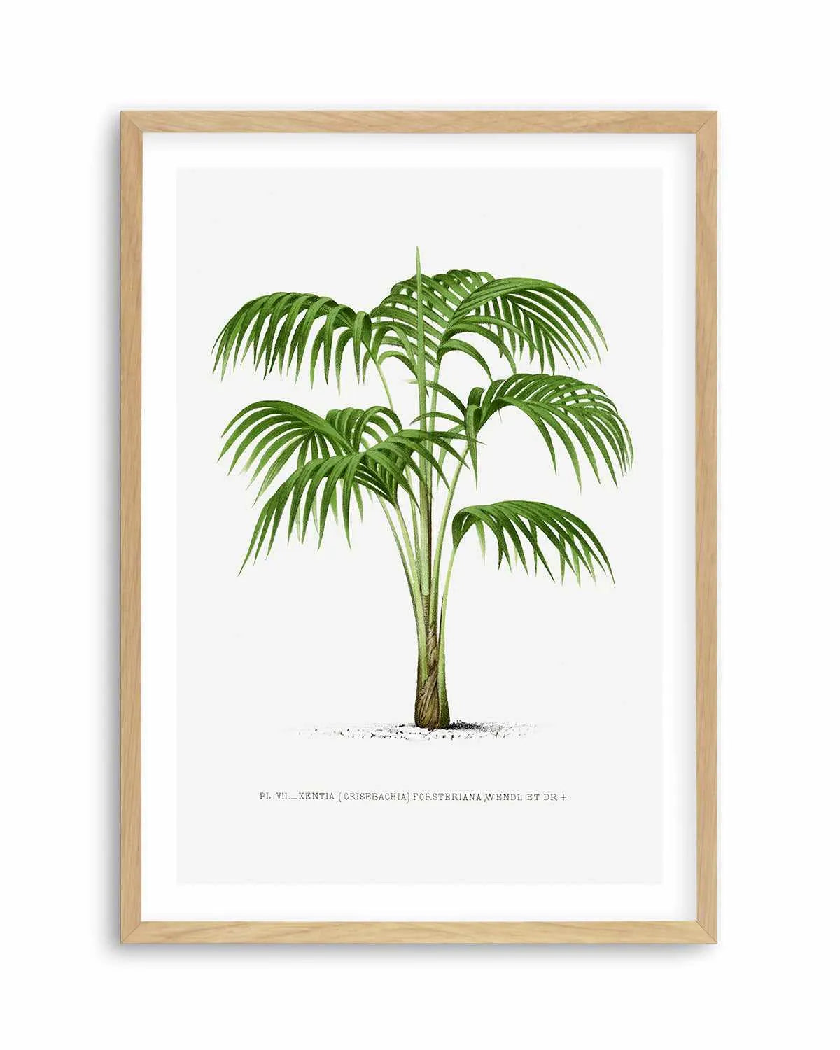 Kentia Forteriana Vintage Palm Poster Art Print from Olive et Oriel where you can shop wallpaper and artworks online