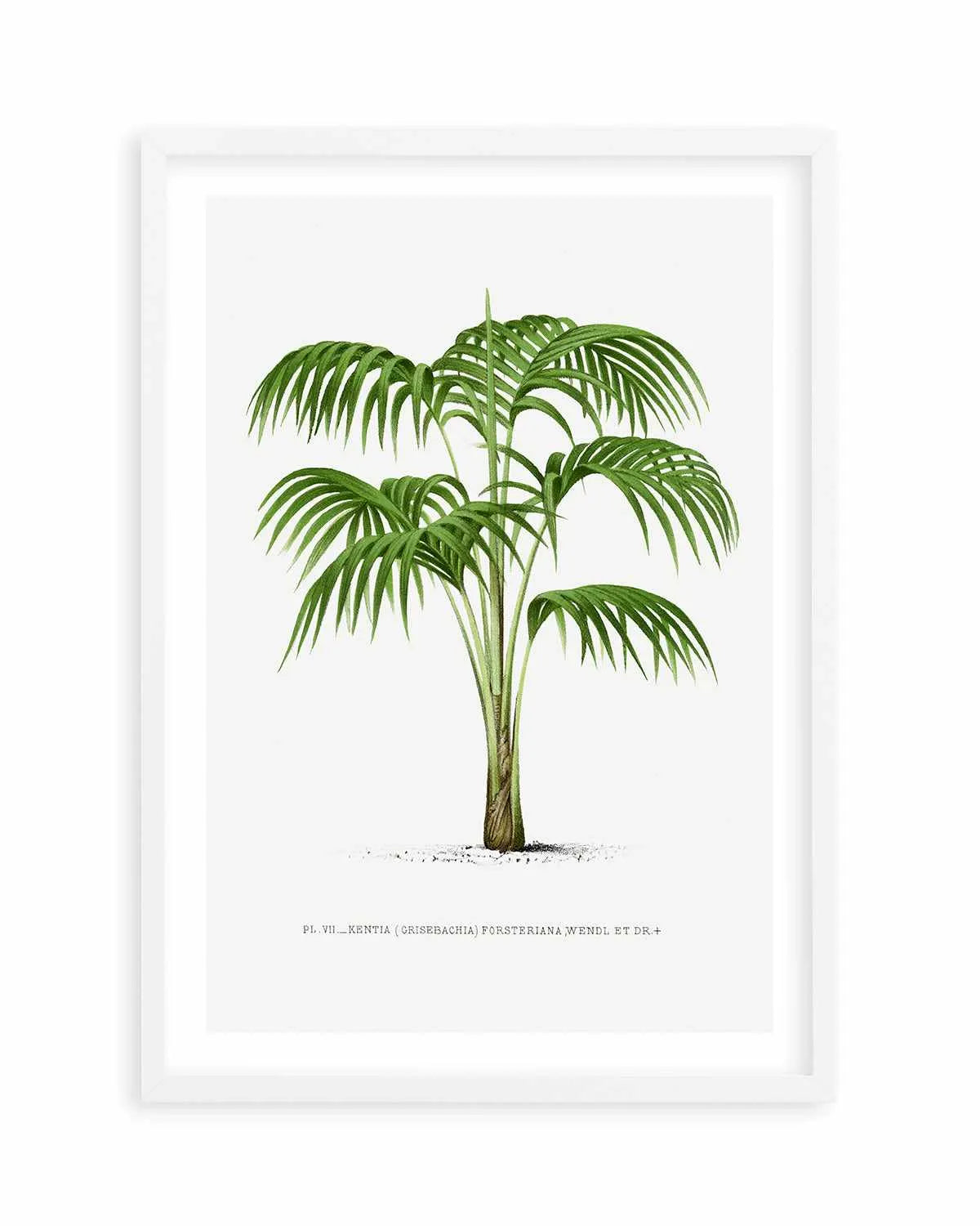 Kentia Forteriana Vintage Palm Poster Art Print from Olive et Oriel where you can shop wallpaper and artworks online