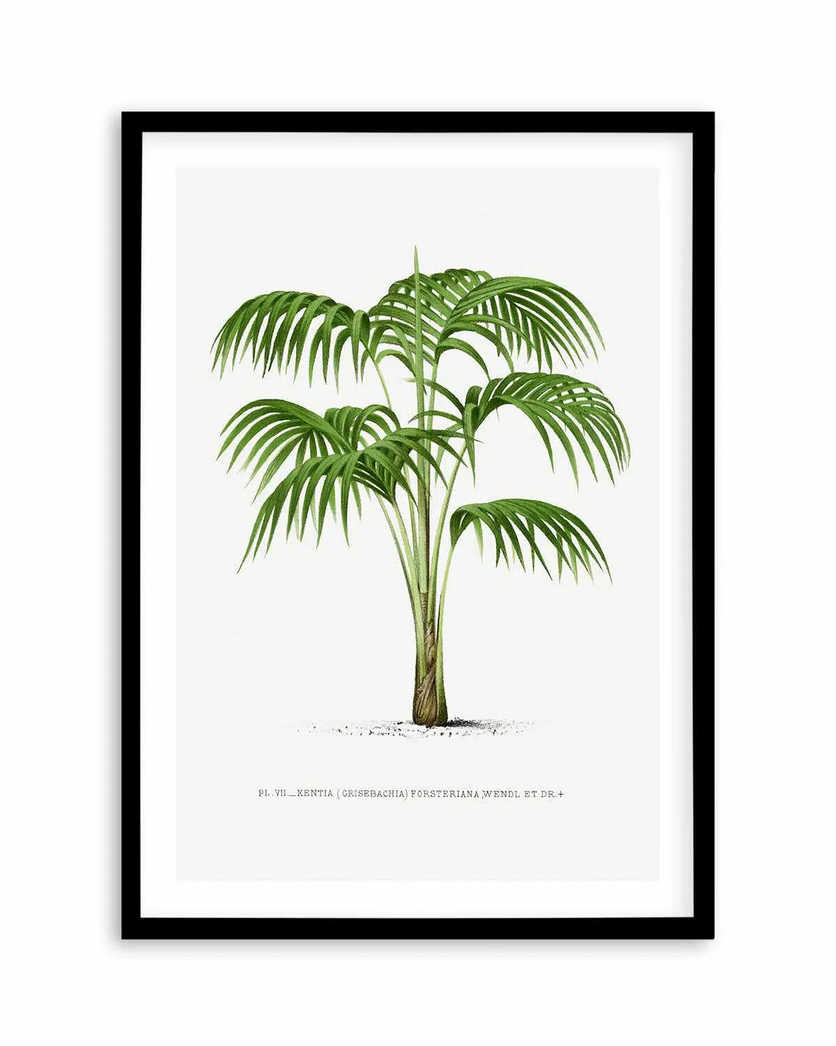 Kentia Forteriana Vintage Palm Poster Art Print from Olive et Oriel where you can shop wallpaper and artworks online