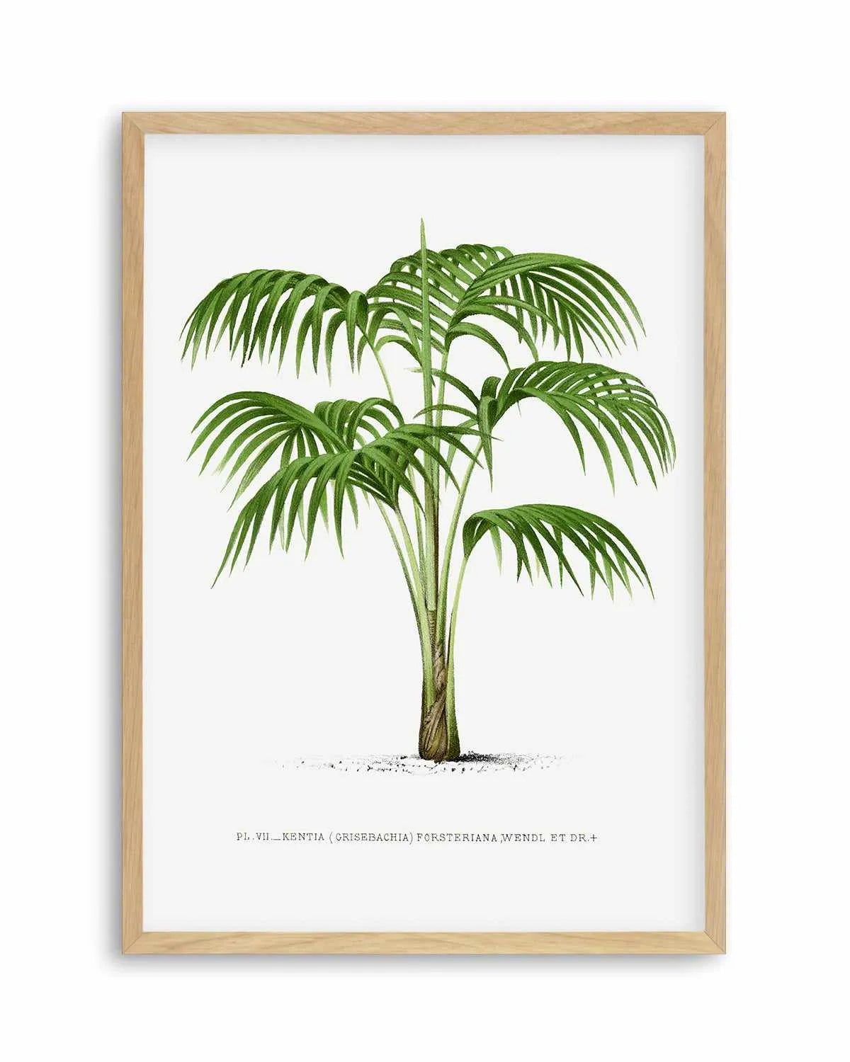 Kentia Forteriana Vintage Palm Poster Art Print from Olive et Oriel where you can shop wallpaper and artworks online