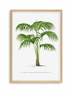 Kentia Forteriana Vintage Palm Poster Art Print