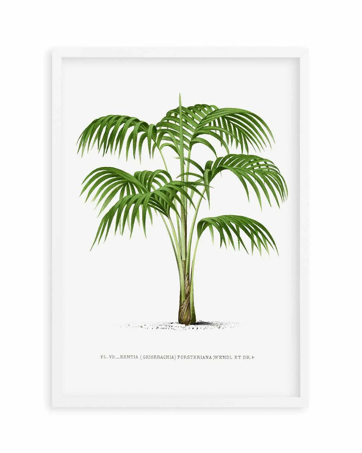 Kentia Forteriana Vintage Palm Poster Art Print from Olive et Oriel where you can shop wallpaper and artworks online