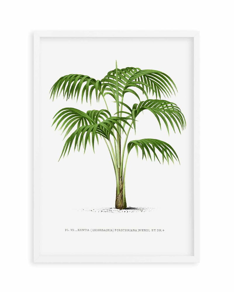 Kentia Forteriana Vintage Palm Poster Art Print